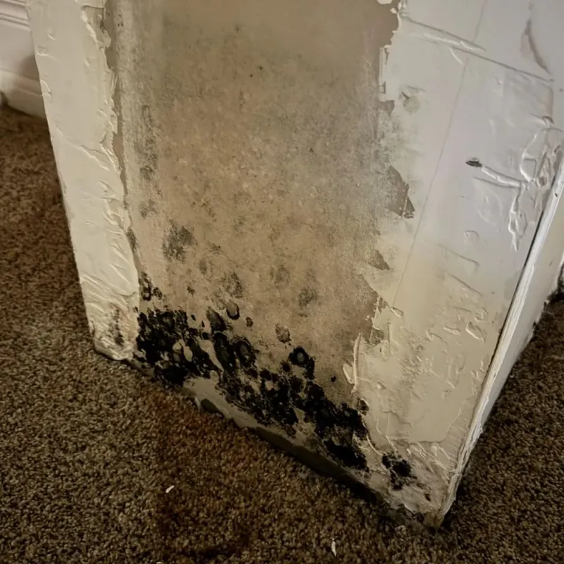 Professional Mold Removal in Gholson, TX
